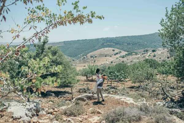 נוף גבעות ירוקות בגליל עם עצים